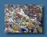 Helengeli 324